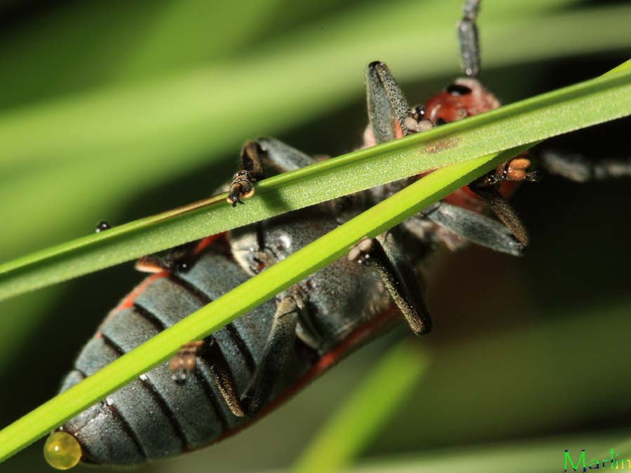 Red Milkweed Beetle - Tetraopes tetraophthalmus