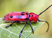 Red Milkweed Beetle