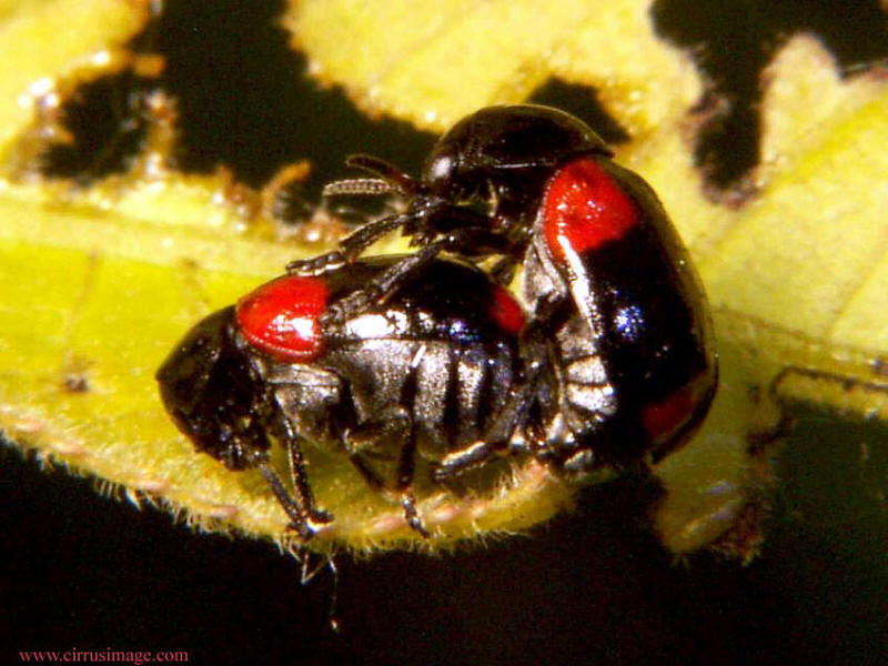 Leaf Beetles Mating