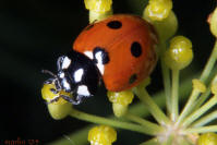 Seven-spotted Ladybug