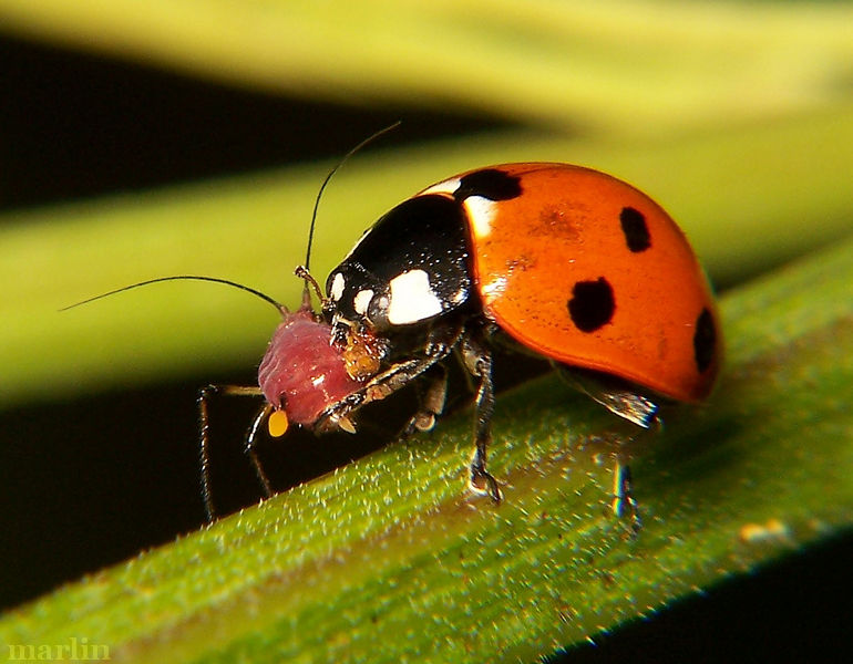Seven-Spotted Lady Beetle eats an Aphid