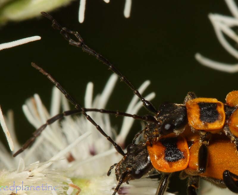 mutant bifurcated antenna