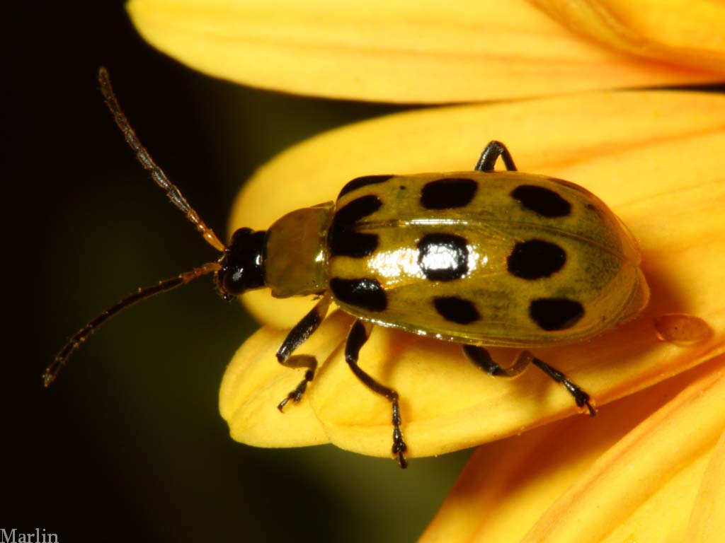 Spotted Cucumber Beetle