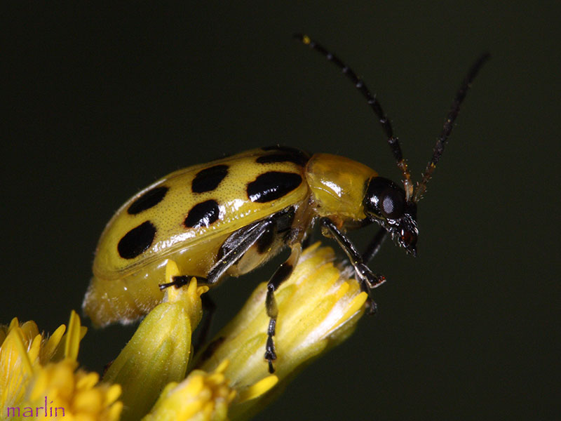 Spotted Cucumber Beetle