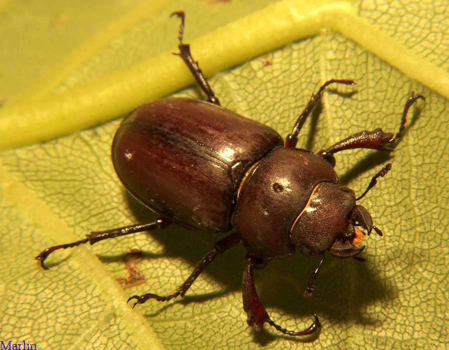 Stag Beetle - Pseudolucanus capreolus