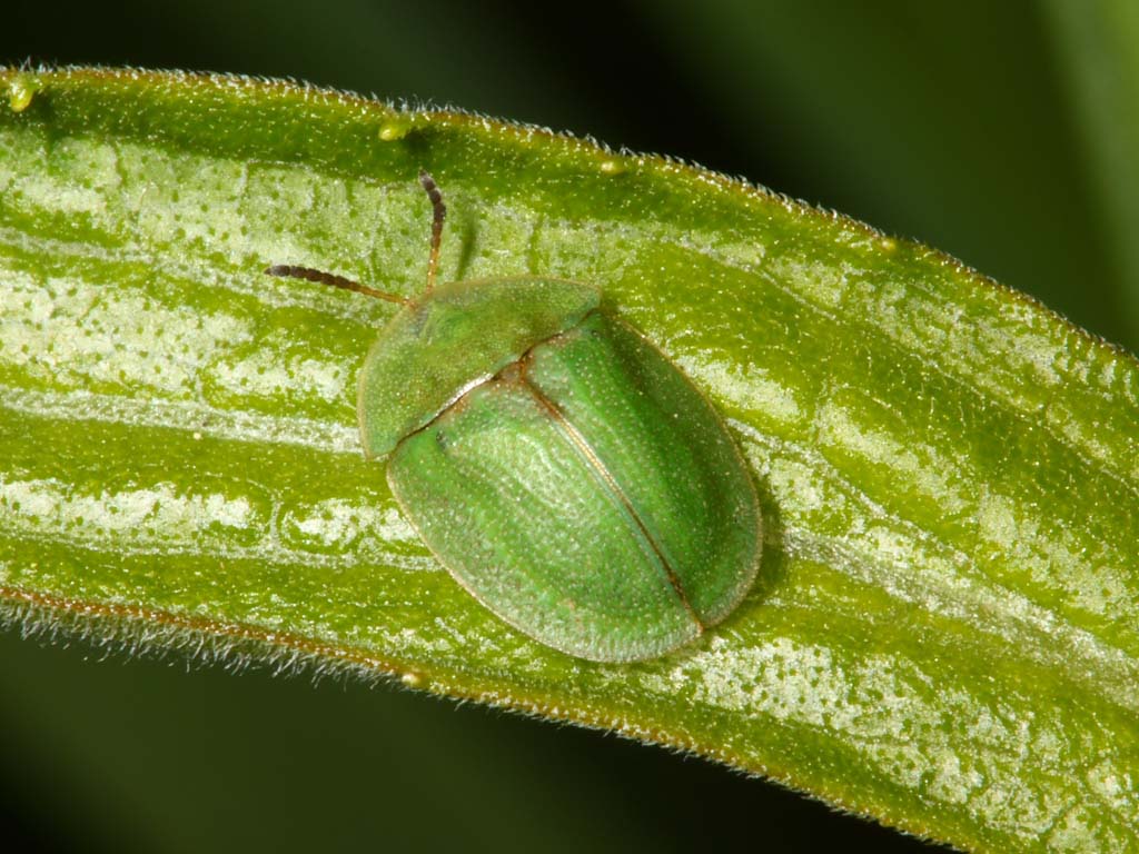 Thistle Tortoise Beetle - Cassida rubiginosa