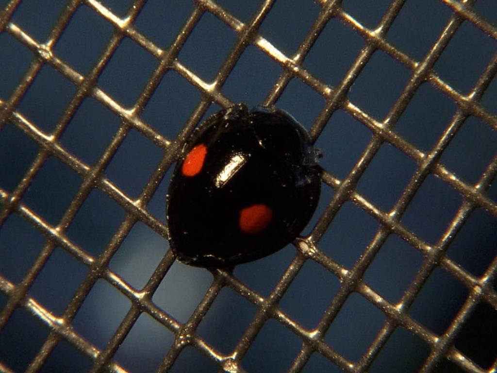 Twice-Stabbed Ladybug
