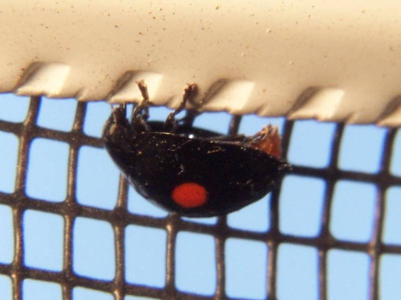 Twice-Stabbed Ladybug