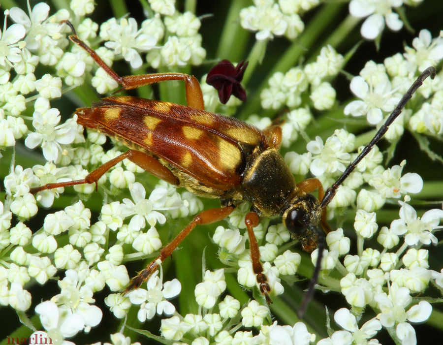 Flower Longhorn Beetle
