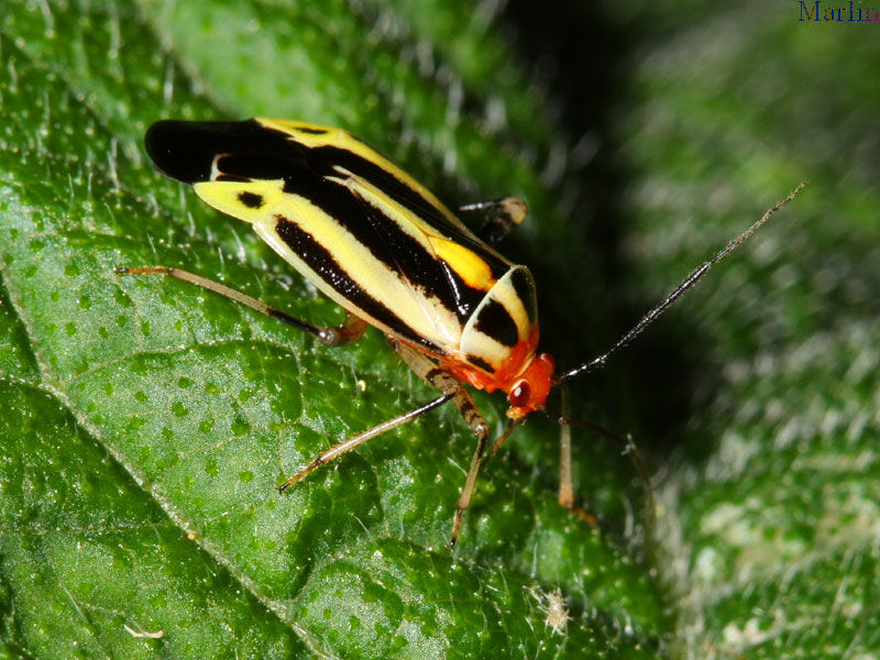 Four Lined Plant Bug