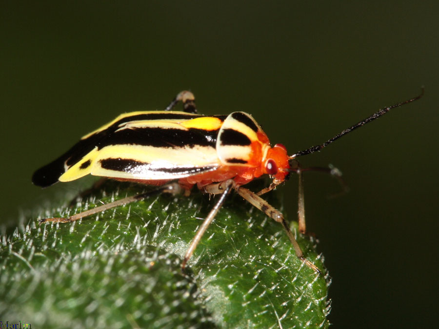 Four Lined Plant Bug