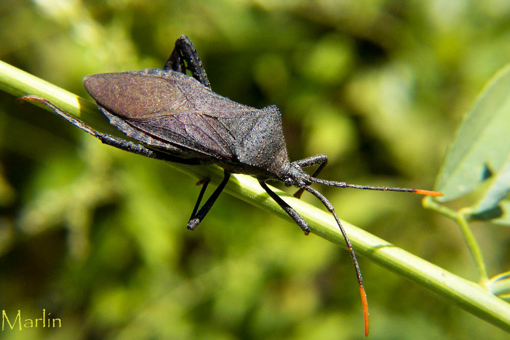 Leaf-Footed Bug