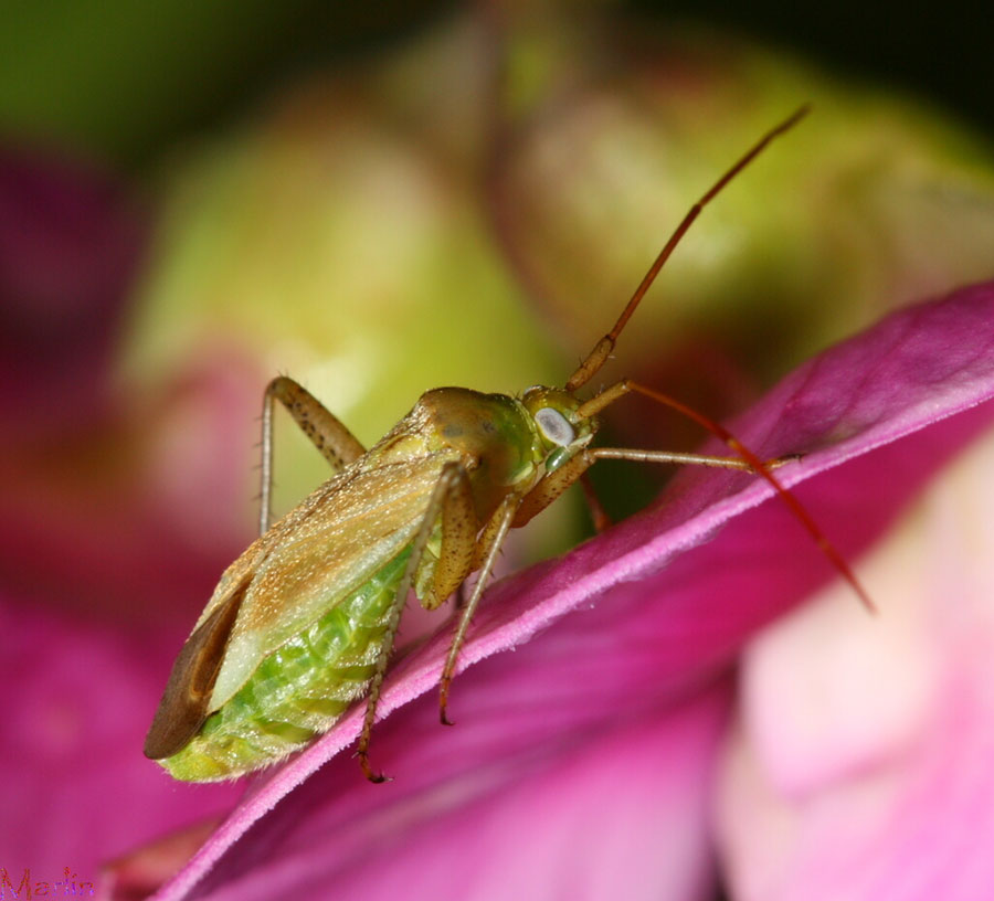 Alfalfa Plant Bug - Adelphocoris lineolatus