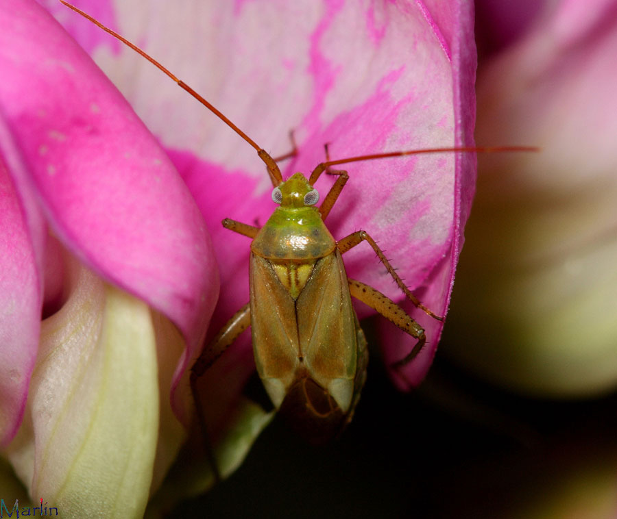 Alfalfa Plant Bug - Adelphocoris lineolatus