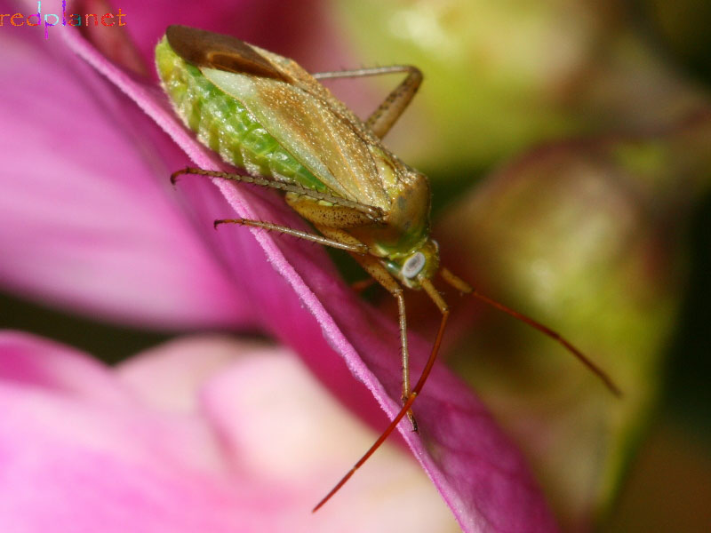 Alfalfa Plant Bug - Adelphocoris lineolatus