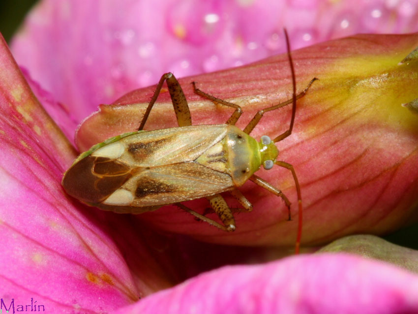 Alfalfa Plant Bug - Adelphocoris lineolatus