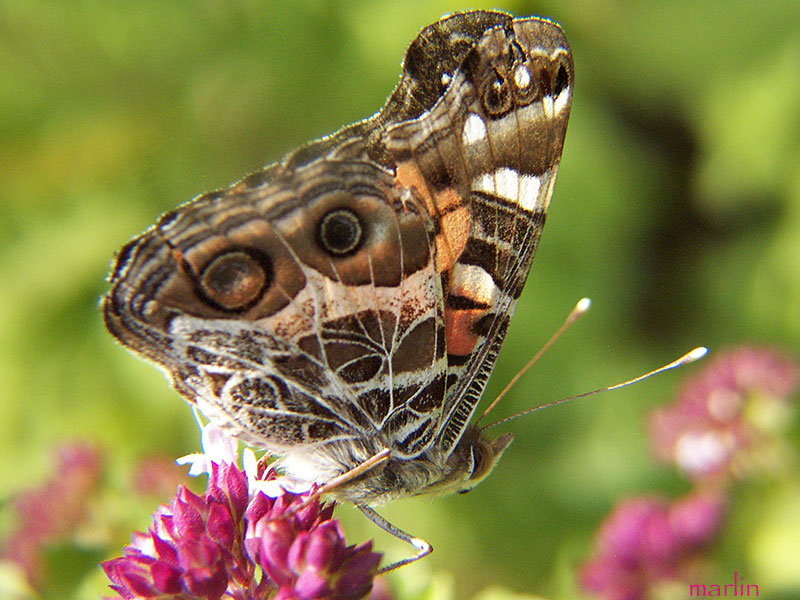 American Painted Lady Butterfly