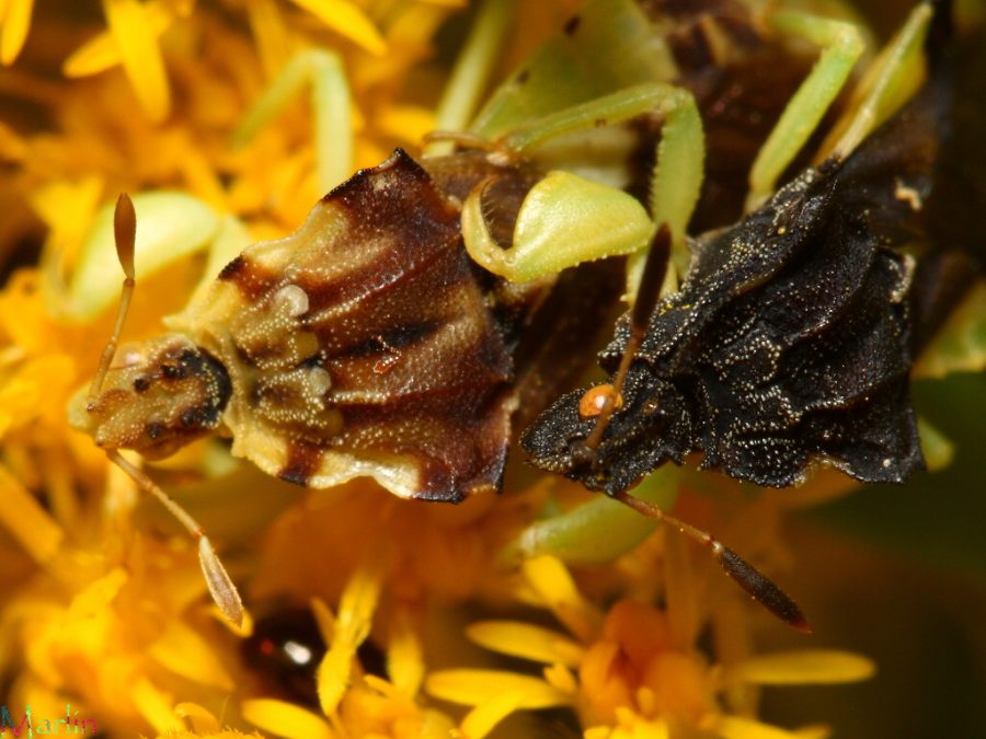 Ambush Bugs