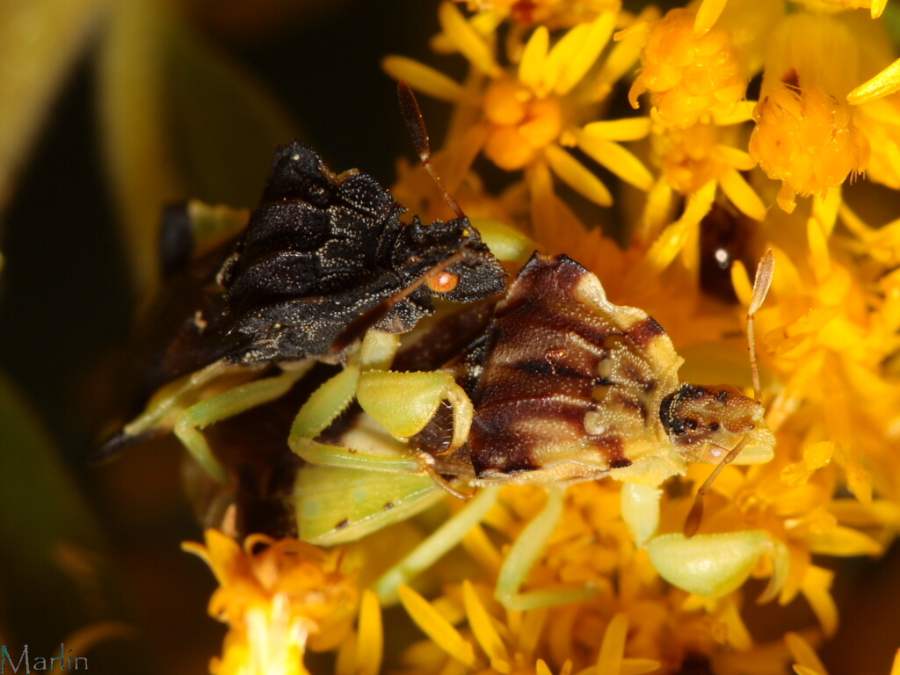 Ambush Bugs