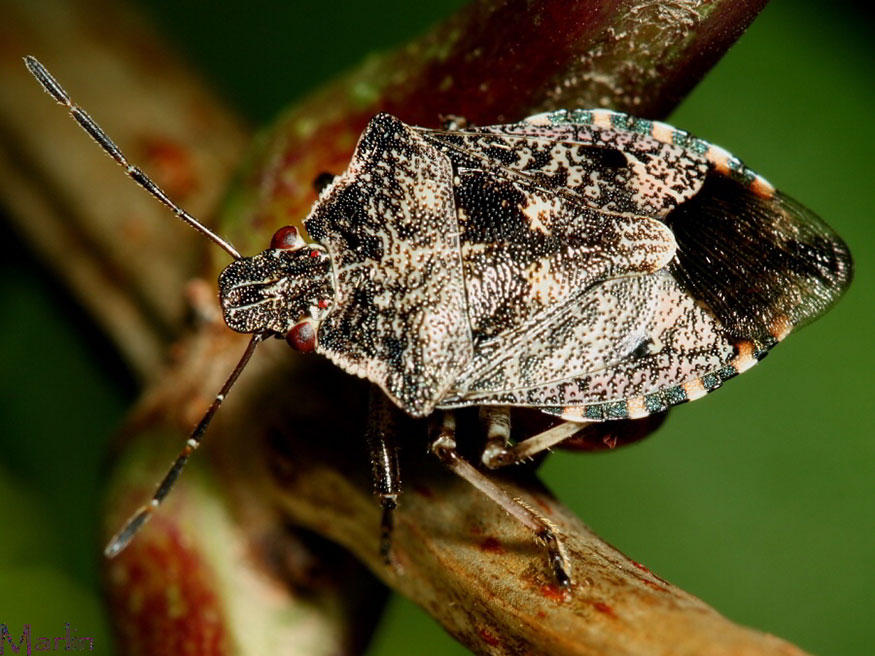 Predatory Stinkbug - Apateticus lineolatus