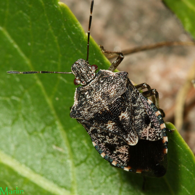 Predatory Stinkbug - Apateticus lineolatus