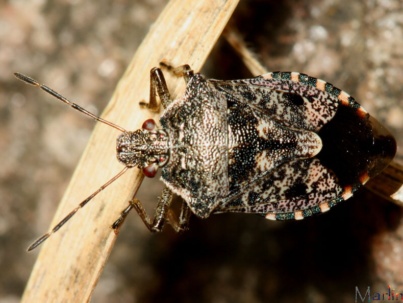 Predatory Stinkbug