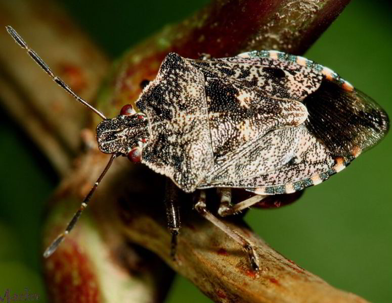 Predatory Stink Bug