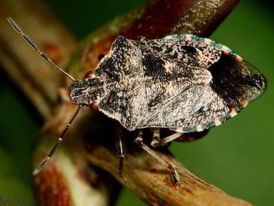 Stink Bug