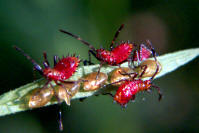bug nymphs and egg cases