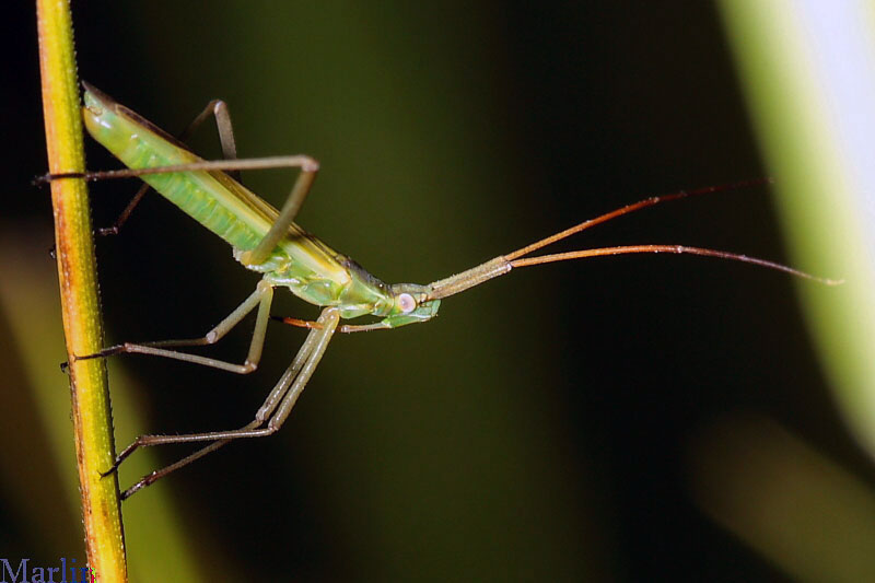 Plant Bug - Megaloceroea recticornis