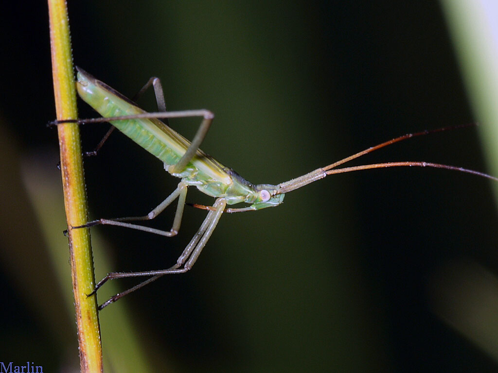 Plant Bug - Megaloceroea recticornis