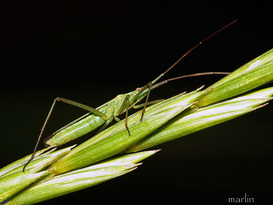 Plant Bug - Megaloceroea recticornis