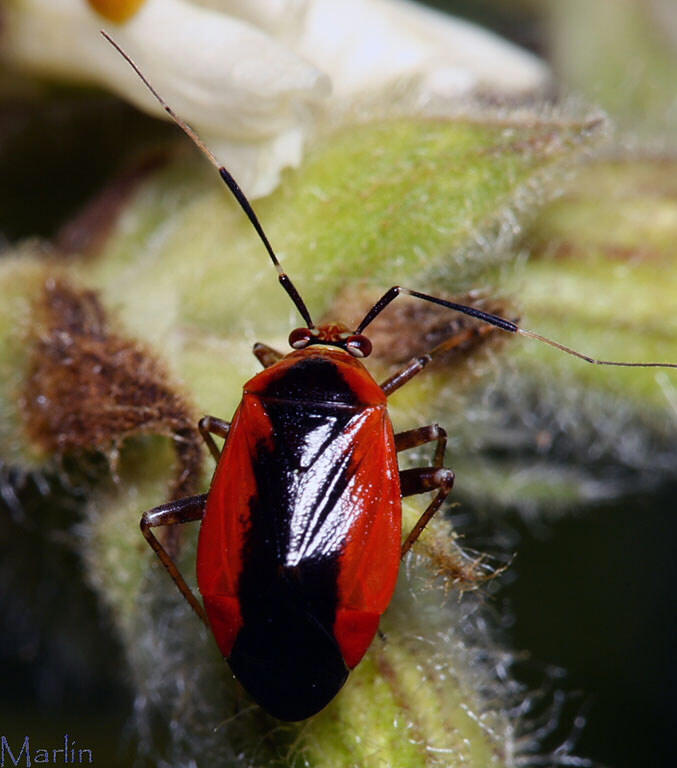 Red and black bug