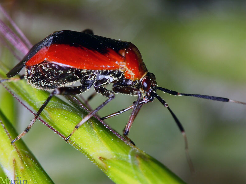 Red Plant Bug