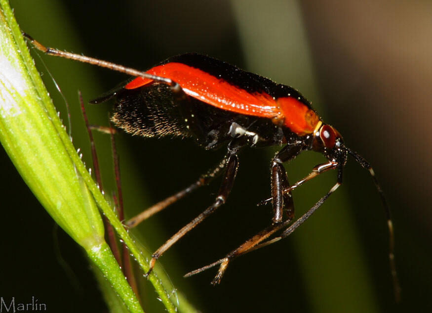 Red Bug