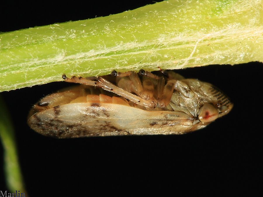 Meadow Spittlebug - Philaenus spumarius