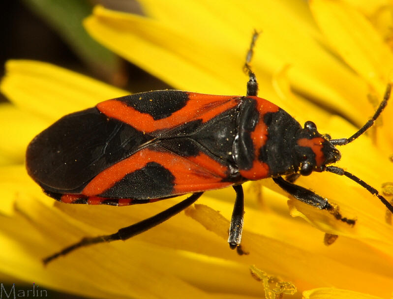 Small Milkweed Bug