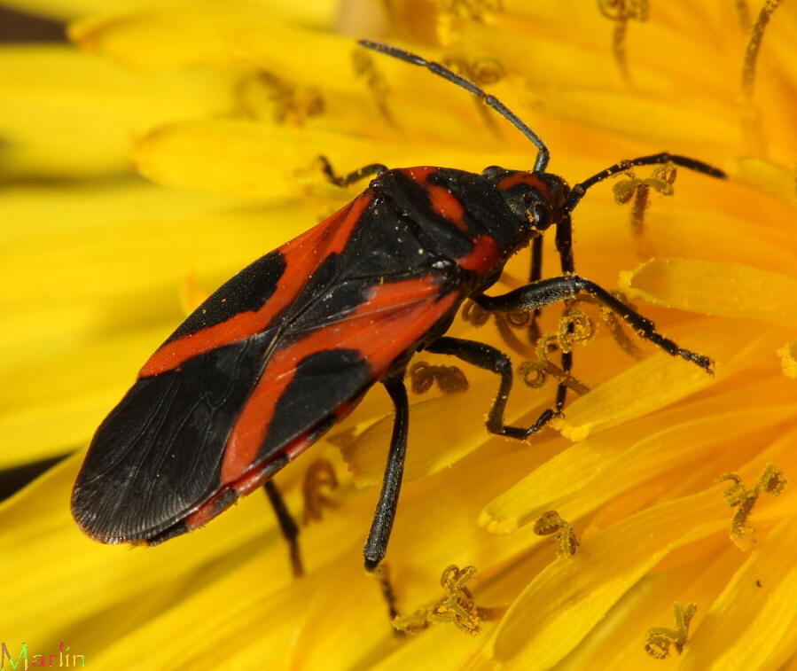 Small Milkweed Bug