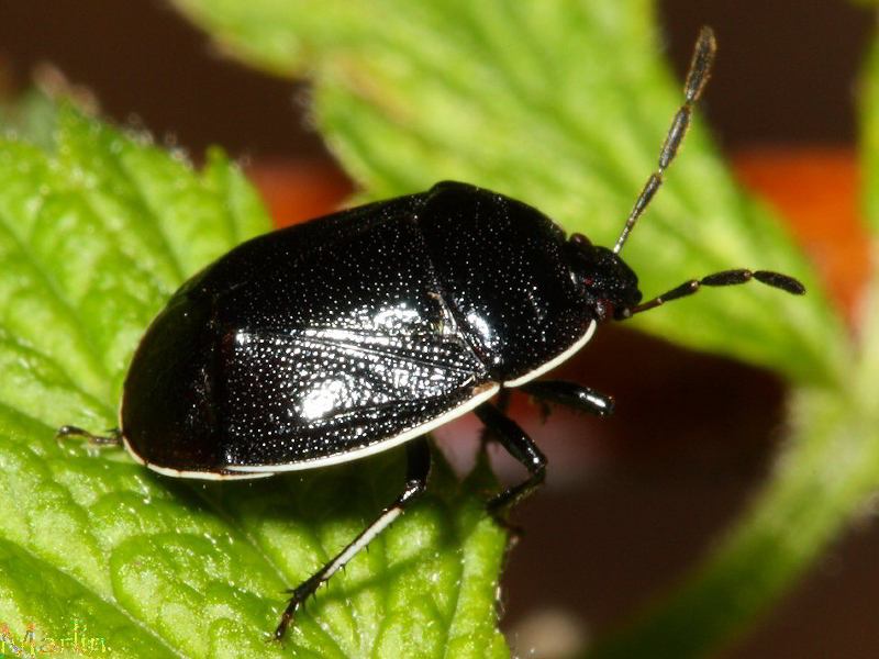 White-margined Burrower Bug