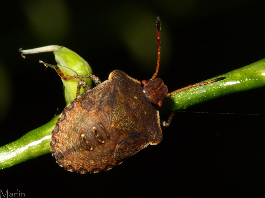 Stinkbug Nymph - Euschistus tristigmus luridus
