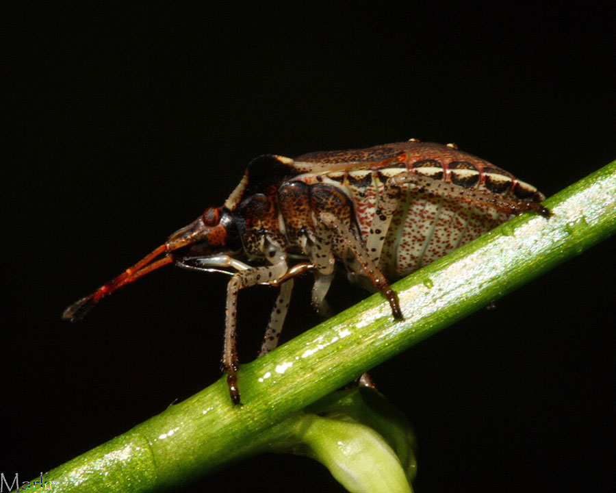 Stinkbug Nymph Ventral View