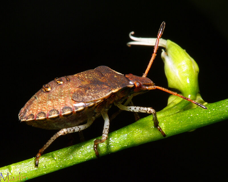 Stinkbug Nymph - Euschistus tristigmus luridus