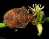 Stinkbug Nymph - Euschistus tristigmus luridus