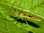 Assassin Bug - Zelus luridus