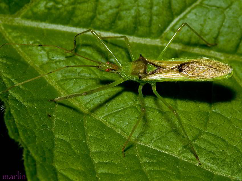 Assassin Bug - Zelus luridus