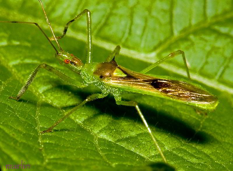 Assassin Bug - Zelus luridus
