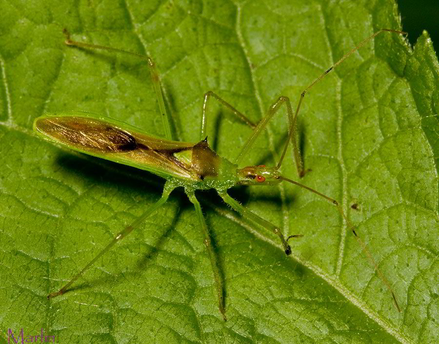 Assassin Bug - Zelus luridus