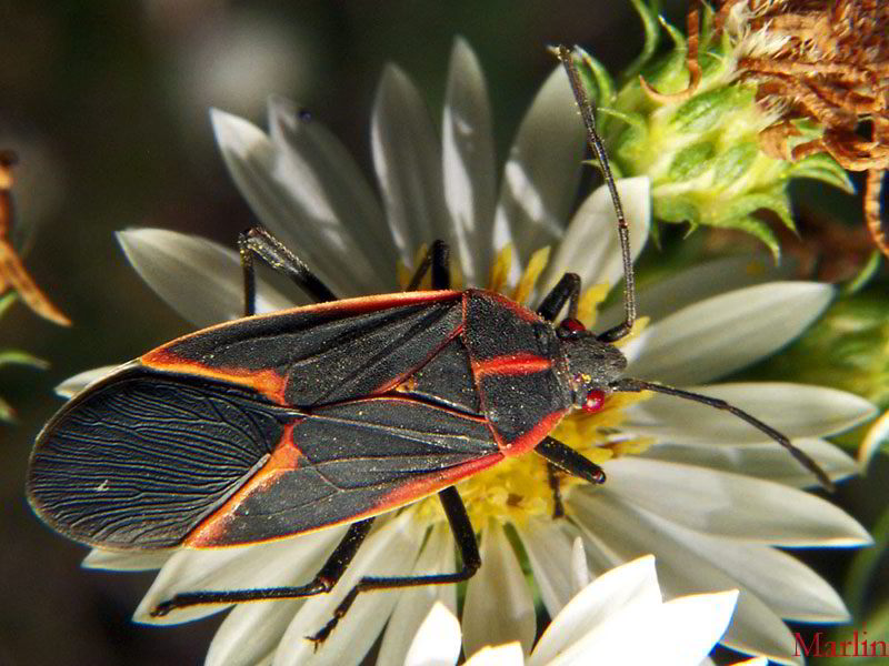 Box Elder Bug