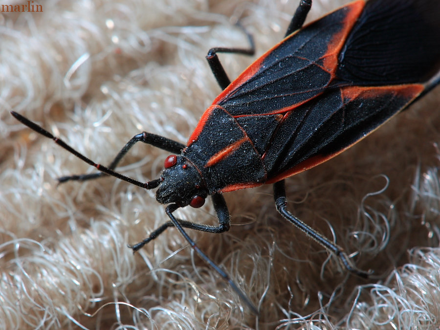 Box Elder Bug - Boisea trivittata - North American Insects & Spiders