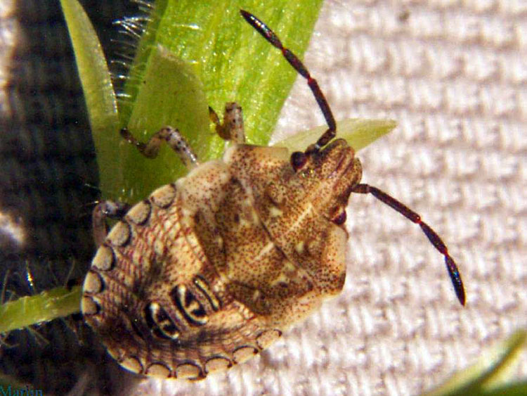 Brown Stinkbug Nymph